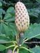 Магнолия лекарственная семена (10 шт) (Magnolia officinalis) RS-02156 фото 4
