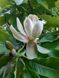 Магнолия лекарственная семена (10 шт) (Magnolia officinalis) RS-02156 фото 9