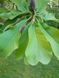 Магнолия лекарственная семена (10 шт) (Magnolia officinalis) RS-02156 фото 5