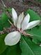 Магнолия лекарственная семена (10 шт) (Magnolia officinalis) RS-02156 фото 3