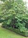 Магнолия лекарственная семена (10 шт) (Magnolia officinalis) RS-02156 фото 6