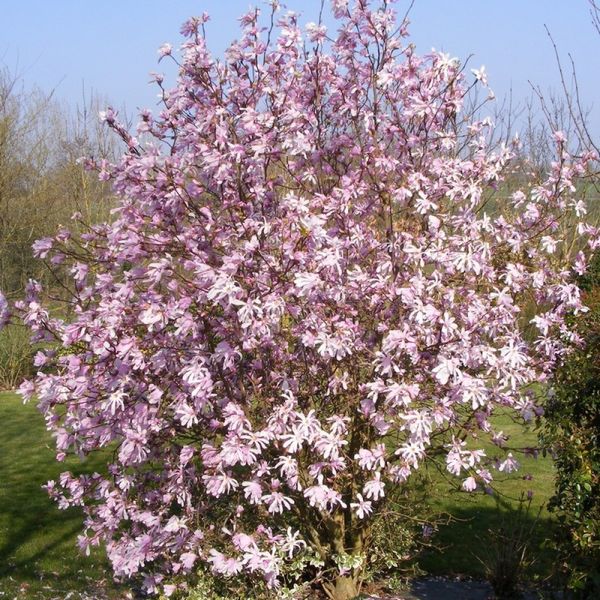 Магнолія Лебнера насіння (10 шт) (Magnolia Loebneri) рожева морозостійка RS-00651 фото
