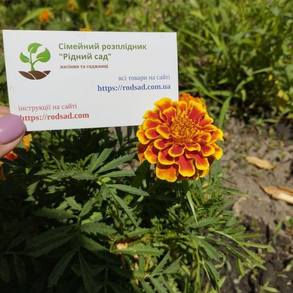 Чорнобривці Гігант біколор насіння (0,25 г), Collection, TM GL Seeds RS-01163 фото