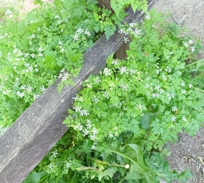 Кервель французская петрушка семена 0,2 гр. (около 100 штук) (Anthriscus cerefolium) бугиля огородная RS-01308 фото