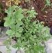 Майоран Гурман семена 0,15 г (прибл 900 шт) (Origanum majorana) RS-00847 фото 3