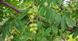 Горіх Зібольда айлантолистий насіння 10 шт RS-00102 фото 2