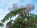 Аралія маньчжурська насіння (20 шт) (Aralia elata або A. mandshurica) RS-00250 фото 3
