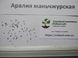 Аралія маньчжурська насіння (20 шт) (Aralia elata або A. mandshurica) RS-00250 фото 4