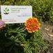 Чорнобривці Гігант біколор насіння (0,25 г), Collection, TM GL Seeds RS-01163 фото 5