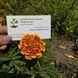 Чорнобривці Гігант біколор насіння (0,25 г), Collection, TM GL Seeds RS-01163 фото 4