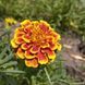 Чорнобривці Гігант біколор насіння (0,25 г), Collection, TM GL Seeds RS-01163 фото 1