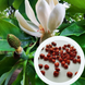 Магнолия лекарственная семена (10 шт) (Magnolia officinalis) RS-02156 фото 1