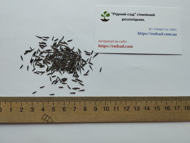 Кервель французская петрушка семена 0,2 гр. (около 100 штук) (Anthriscus cerefolium) бугиля огородная RS-01308 фото