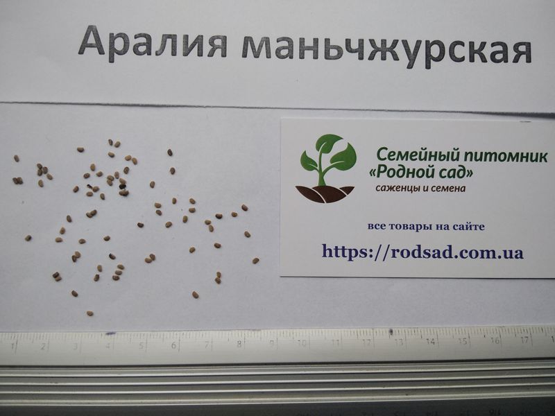 Аралия маньчжурская семена 20 шт RS-00250 фото