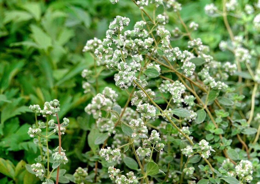 Майоран Гурман семена 0,15 г (прибл 900 шт) (Origanum majorana) RS-00847 фото