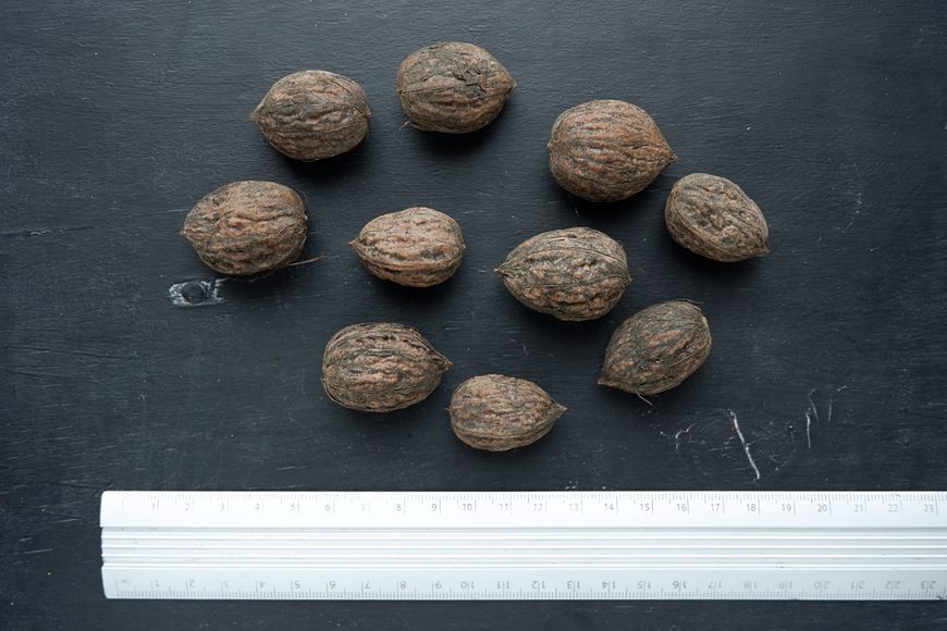 Орех Зибольда айлантолистный семена 10 шт RS-00102 фото