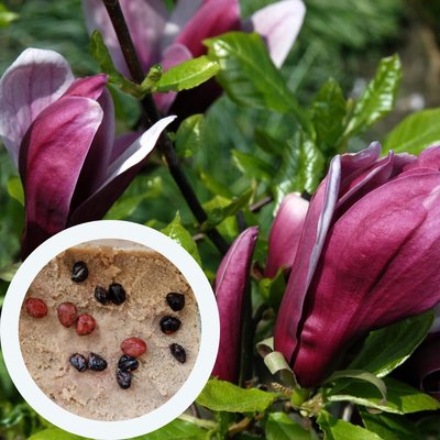 Магнолия лилиецветковая "Nigra" семена (10 шт) (Magnolia liliiflora) пурпурная морозостойкая RS-00652 фото