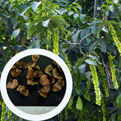 Лапина ясенелиста насіння (20 шт) птерокарія (Pterocarya fraxinifolia) RS-00252 фото