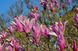 Магнолия лилиецветковая "Nigra" семена (10 шт) (Magnolia liliiflora) пурпурная морозостойкая RS-00652 фото 3