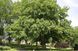 Лапина ясенелистная семена (20 шт) птерокария (Pterocarya fraxinifolia) RS-00252 фото 2