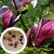 Магнолія лілієквіткова "Nigra" насіння (10 шт) (Magnolia liliiflora) пурпурна морозостійка RS-00652 фото 1