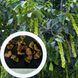 Лапина ясенелиста насіння (20 шт) птерокарія (Pterocarya fraxinifolia) RS-00252 фото 1