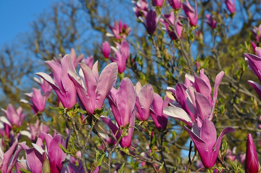Магнолия лилиецветковая "Nigra" семена (10 шт) (Magnolia liliiflora) пурпурная морозостойкая RS-00652 фото