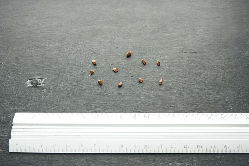 Шипшина звичайна насіння 1 грам (прибл. 50 шт) (Rosa canina) RS-00006 фото