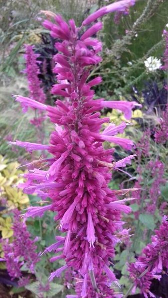 Лофант мексиканский семена 0,2 гр. (прибл. 500 шт) агастах многоколосник (Agastache mexicana) медонос многолетний гигантский иссоп RS-02169 фото