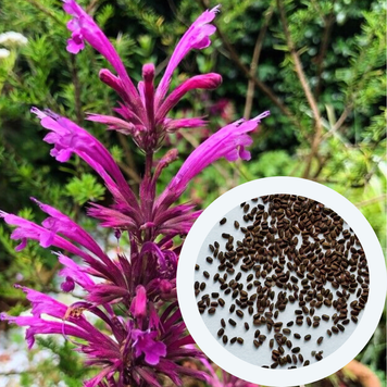 Лофант мексиканский семена 0,2 гр. (прибл. 500 шт) агастах многоколосник (Agastache mexicana) медонос многолетний гигантский иссоп RS-02169 фото