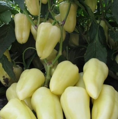 Перець "Білозірка" насіння 2 грама (біля 300 шт) RS-00392 фото