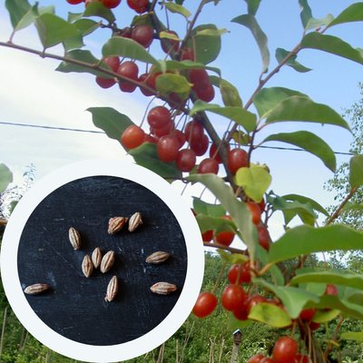 Гумі насіння (10 шт) маслинка багатоквіткова срібляста вишня (Elaeagnus multiflora) RS-00106 фото