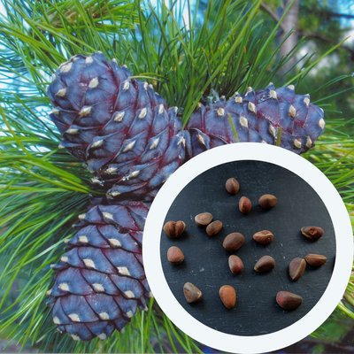 Кедр Європейський насіння (20 шт) сосна кедрова (Pinus cembra) RS-00013 фото