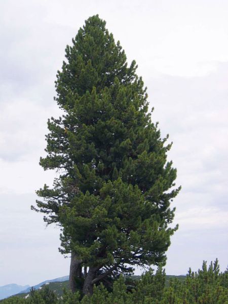 Кедр Европейский семена (20 шт) сосна кедровая (Pinus cembra) RS-00013 фото