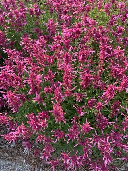 Лофант мексиканский семена 0,2 гр. (прибл. 500 шт) агастах многоколосник (Agastache mexicana) медонос многолетний гигантский иссоп RS-02169 фото