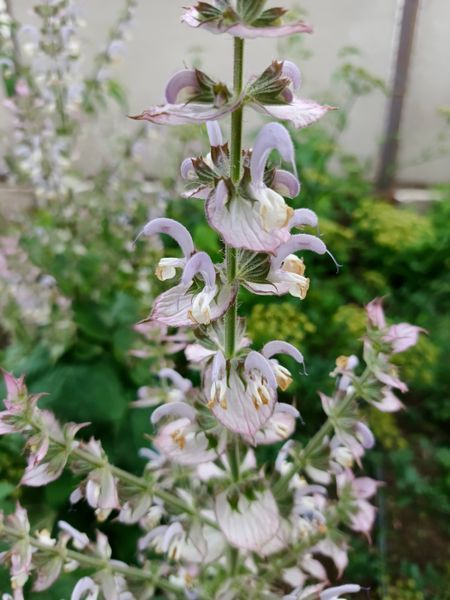 Шавлія мускатна насіння 5 гр (прибл 1000 шт) сальвія (Salvia sclarea) RS-00213 фото