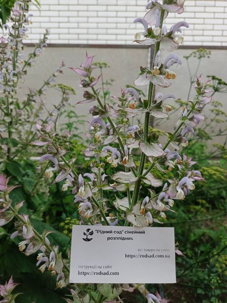 Шавлія мускатна насіння 5 гр (прибл 1000 шт) сальвія (Salvia sclarea) RS-00213 фото