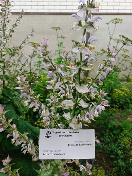 Шавлія мускатна насіння 5 гр (прибл 1000 шт) сальвія (Salvia sclarea) RS-00213 фото