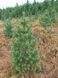 Кедр Європейський насіння (20 шт) сосна кедрова (Pinus cembra) RS-00013 фото 3
