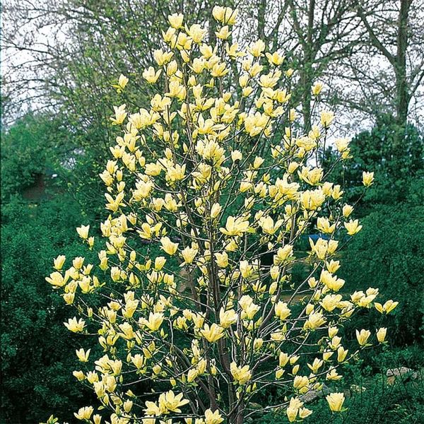 Магнолія бруклінська "Yellow Bird" насіння (10 шт) (Magnolia brooklynensis) жовта морозостійка RS-00653 фото