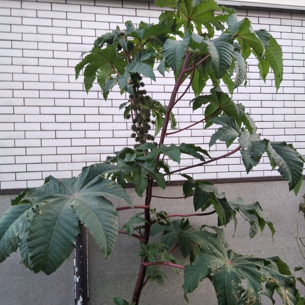 Кліщевина насіння (10 шт) рицина звичайна (Ricinus comm&uacute;nis) боби рицинові RS-00016 фото