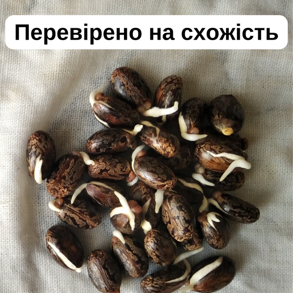 Кліщевина насіння (10 шт) рицина звичайна (Ricinus comm&uacute;nis) боби рицинові RS-00016 фото