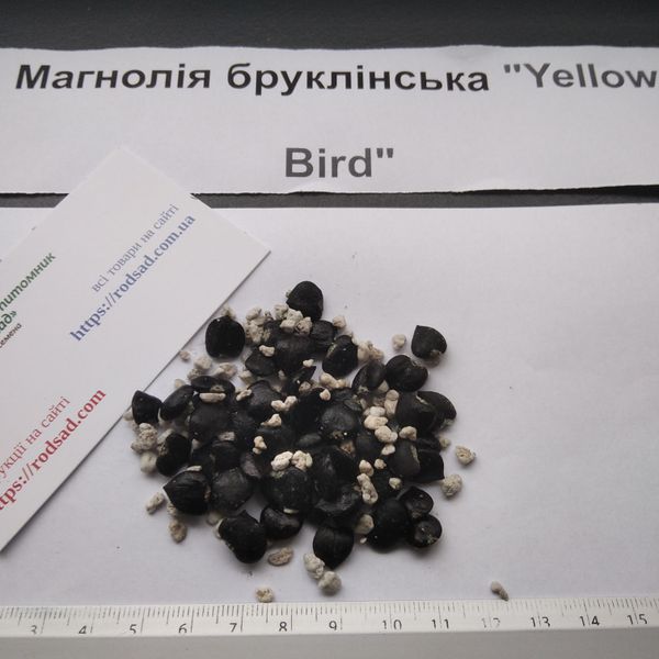 Магнолия бруклинская "Yellow Bird" семена (10 шт) (Magnolia brooklynensis) желтая морозостойкая RS-00653 фото