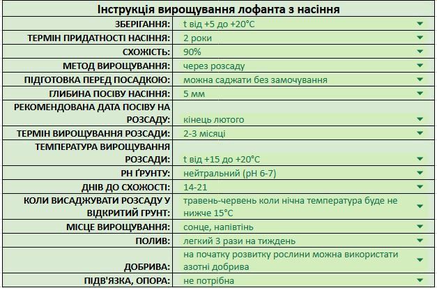 Лофант мексиканский семена 0,2 гр. (прибл. 500 шт) агастах многоколосник (Agastache mexicana) медонос многолетний гигантский иссоп RS-02169 фото