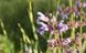 Шавлія мускатна насіння (20 шт) сальвія (Salvia sclarea) RS-00213 фото 2