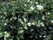 Сніжноягідник білий насіння (20 шт) (Symphoricarpos albus) RS-00253 фото 2