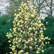 Магнолия бруклинская "Yellow Bird" семена (10 шт) (Magnolia brooklynensis) желтая морозостойкая RS-00653 фото 3