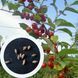 Гумі насіння (10 шт) маслинка багатоквіткова срібляста вишня (Elaeagnus multiflora) RS-00106 фото 1