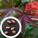 Кліщевина насіння (10 шт) рицина звичайна (Ricinus comm&uacute;nis) боби рицинові RS-00016 фото 1