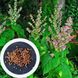 Шалфей мускатный семена (20 шт) сальвия (Salvia sclarea) RS-00213 фото 1